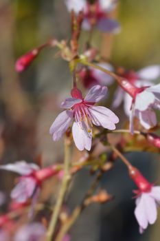 Okame Flowering Cherry - Latin name - Prunus x incam Okame