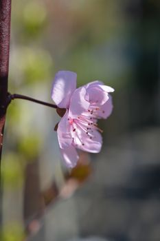 Purple-leafed plum - Latin name - Prunus x blireiana (Prunus x blireana)