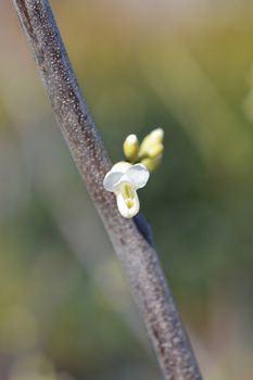 Texas White Redbud - Latin name - Cercis canadensis var. texensis Texas White