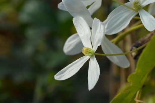 Snowdrift evergreen Clematis - Latin name - Clematis armandii Snowdrift