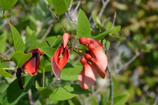 Cockspur coral tree - Latin name - Erythrina crista-galli