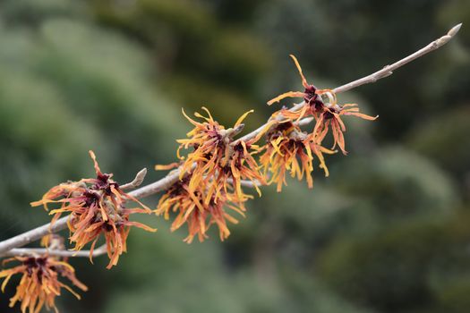 Witch Hazel Diane - Latin name - Hamamelis * intermedia Diane