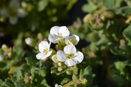 Mountain rock cress Schneehaube - Latin name - Arabis alpina subsp. caucasica Schneehaube (Arabis alpina Snowcap)