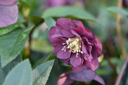 Double Ellen Red Lenten rose - Latin name - Helleborus orientalis Double Ellen Red