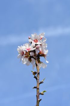 Almond flower - Latin name - Prunus dulcis (syn. Prunus amygdalus)