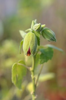 Chinese lantern red flower buds - Latin name - Abutilon hybrids