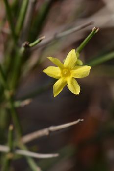 Winter jasmine - Latin name - Jasminum nudiflorum