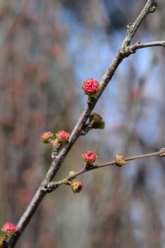 Rose of China - Latin name - Prunus triloba