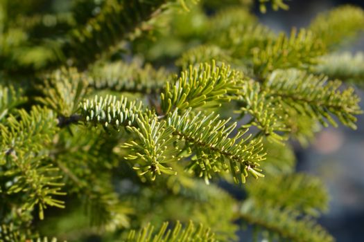 Nordmann fir - Latin name - Abies nordmanniana