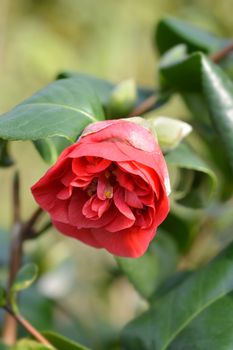 Camellia Lady Campbell - Latin name - Camellia japonica Lady Campbell