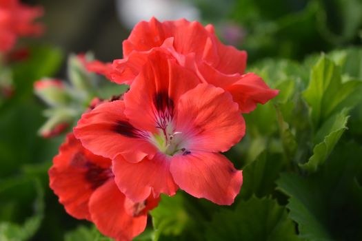 Regal pelargonium hybrid - Latin name - Pelargonium x domesticum (Pelargonium grandiflorum hybrids)