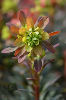 Wood spurge Purpurea - Latin name - Euphorbia amygdaloides Purpurea