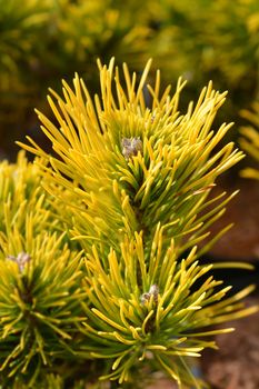 Dwarf mountain pine Winter Gold - Latin name - Pinus mugo Winter Gold