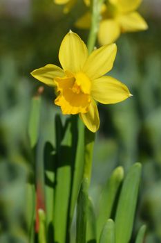 Daffodil Tete a Tete - Latin name - Narcissus cyclamineus Tete a Tete