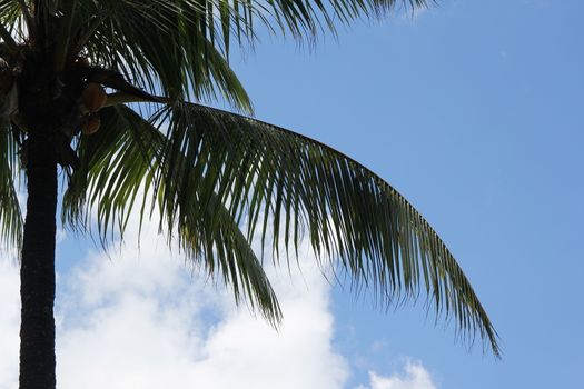 black silhouettes of tropical palm trees against a blue sky