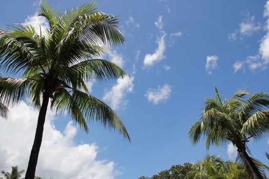 black silhouettes of tropical palm trees against a blue sky