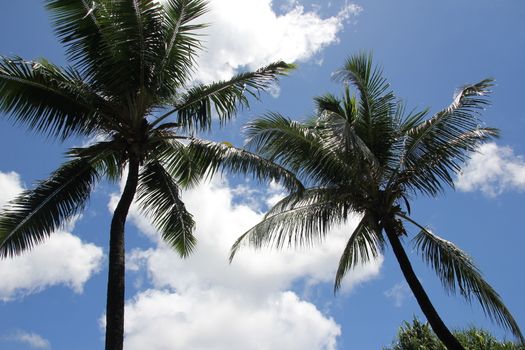 black silhouettes of tropical palm trees against a blue sky