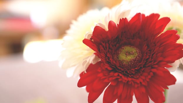 Gerbera flower isolated in soft focus. Sunny blurred background