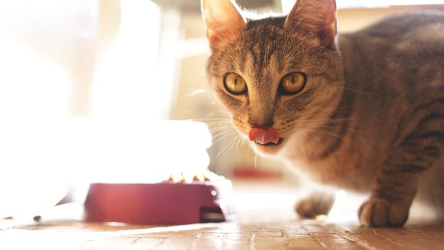 Kitten Lick lips with tongue Tasty. Cat licks his teeth after eating something very delicious. Front view, Selective focus