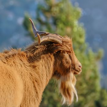 Portrait of Domestic Goat with Horns (Capra Aegagrus Hircus)