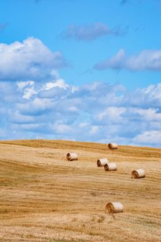 Lot of Haystacks on the Field in Lithuania