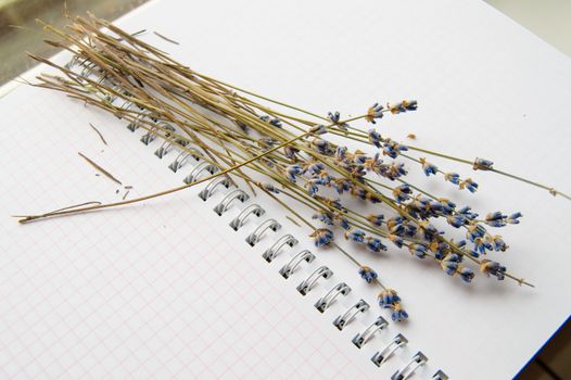 Dry lavender flowers lie on an open notebook, close-up.