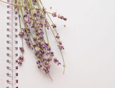 Lavender flowers lying on an open notebook, CONCEPT FLAT LAY, TOP VIEW closeup.