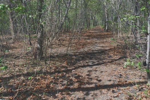 Pathway amidst Trees In Forest of UK