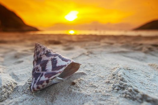 Tropical beach with seashell in white sand and beautiful sunset on background