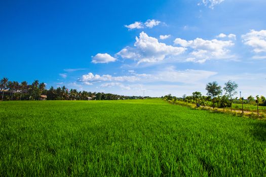 Beautiful landscape with green rice field under blue sky in Thailand