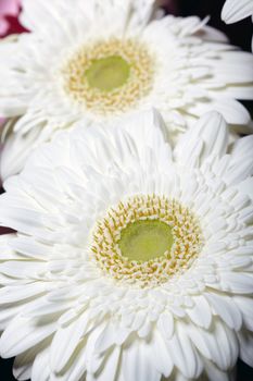 Chrysanthemum. Macro photo of the white flower