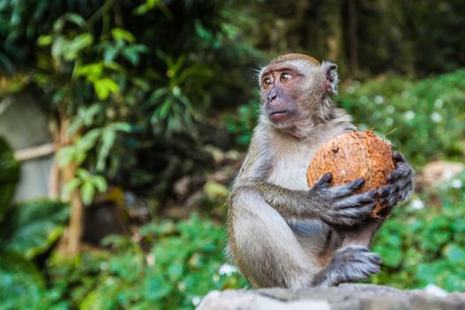 A monkey eating a coconut in tropical forest