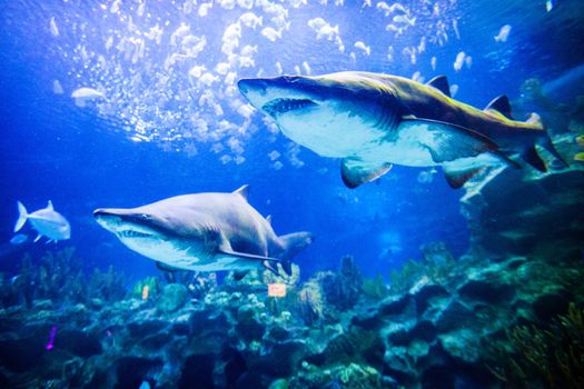 Two great white sharks underwater close up view