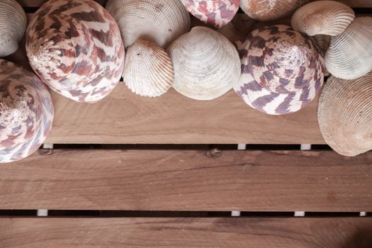 Beautiful frame of seashells on wooden background with copy space for text