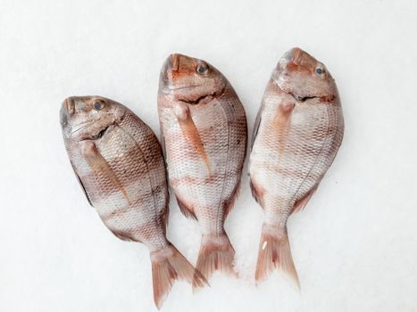 Three snapper sea fish resting on the ice, view from above