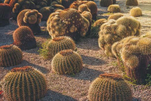 Round Golden Barrel cactus garden illuminated by sunset light, Echinocactus Grusonii