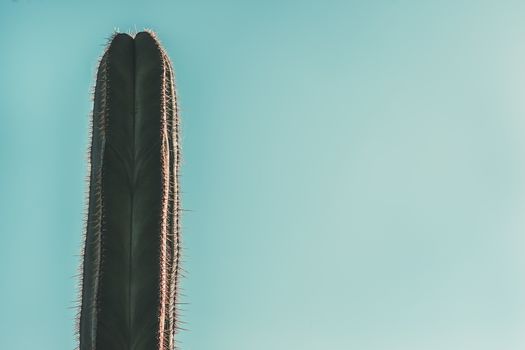 green cactus on turquoise blue sky background, copy space for text