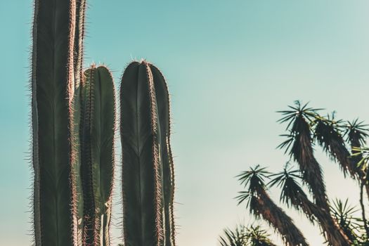 three green cactus on turquoise blue sky background, there are also some palm trees out of focus, copy space for text