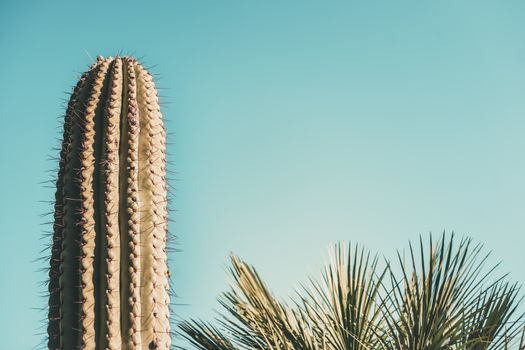 green cactus on turquoise blue sky background, there are also some palm trees out of focus, copy space for text