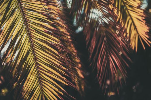 background of dried palm leaves in the light of sunset