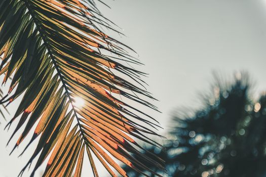 dry palm leaf covering the bright of the sun, in the background you can see other palm trees out of focus