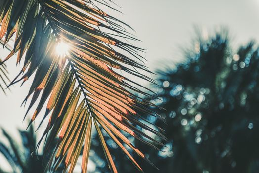 dry palm leaf covering the sun at sunset, in the background you can see other palm trees out of focus