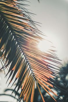 vertical photo of a dry palm leaf covering the sun at sunset, in the background you can see other palm trees out of focus