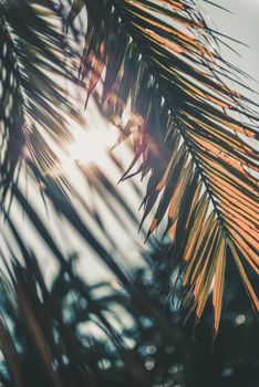 vertical photo of a dry palm leaf covering the sunlight at sunset, in the background you can see other palm trees out of focus