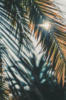 vertical photo of a dry palm leaf covering the light of the sun at sunset, in the background you can see other palm trees out of focus