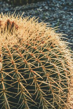 Vertical closeup of one Golden Barrel cactus with spike thorns in a desert garden, Echinocactus Grusonii, copy space for text