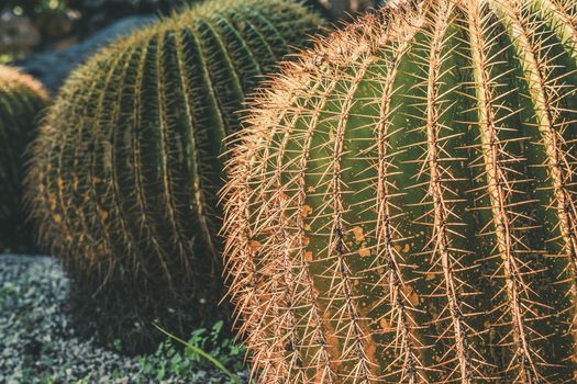 Two round Golden Barrel cactus with spike thorns in a desert garden, Echinocactus Grusonii, copy space for text