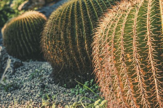 Three round Golden Barrel cactus with spike thorns in a desert garden, Echinocactus Grusonii, copy space for text