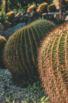 Vertical photo of Round Golden Barrel cactus with spike thorns in a desert garden, Echinocactus Grusonii, copy space for text