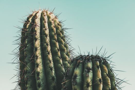 Cactus on turquoise sky background, minimal creative still life